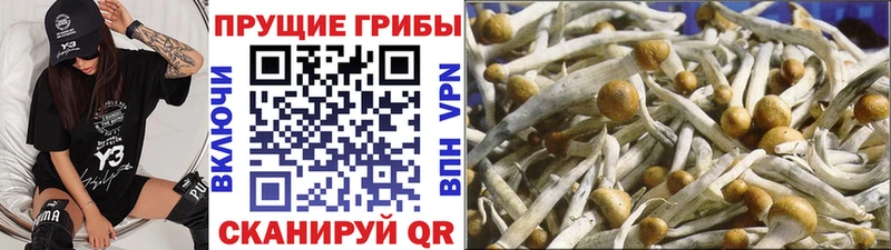 Галлюциногенные грибы Psilocybe  дарк нет какой сайт  Ступино 